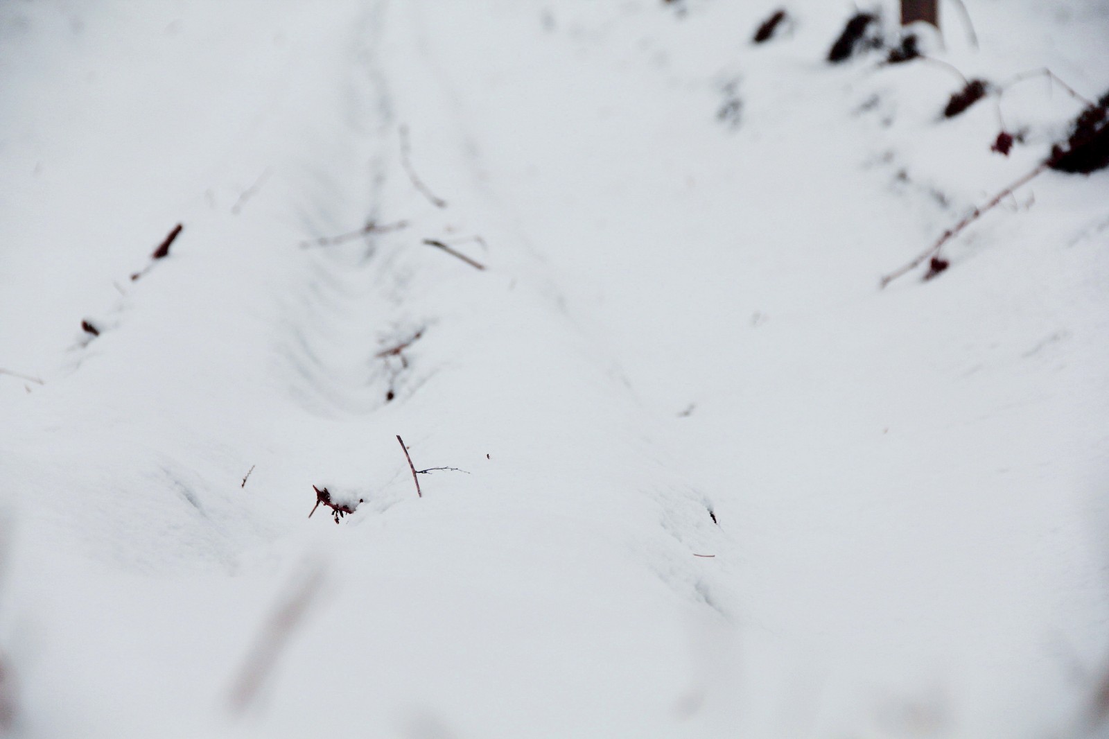 15507986998560.jpg 3.jpg