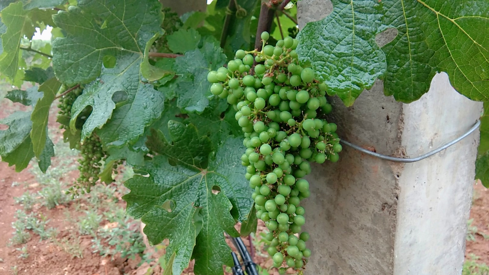 15710199552556.jpg 微信圖片_20190605165959.jpg