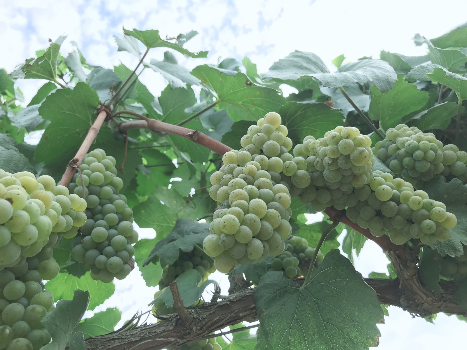 15712829836272.jpg 微信圖片_20190726101625.jpg