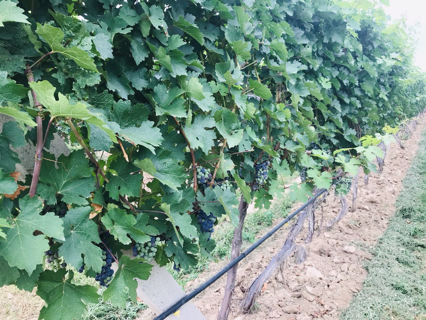 15712832027570.jpg 微信圖片_20190722172505.jpg