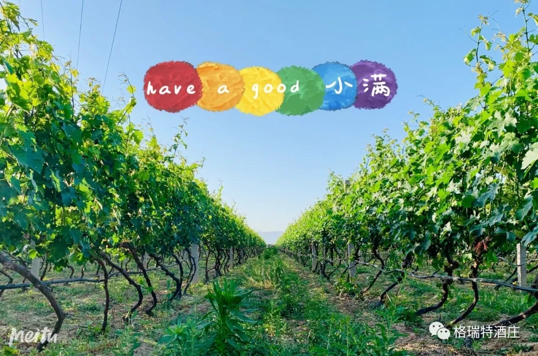 記錄小滿時(shí)節(jié)的酒莊、怎一美字了得！