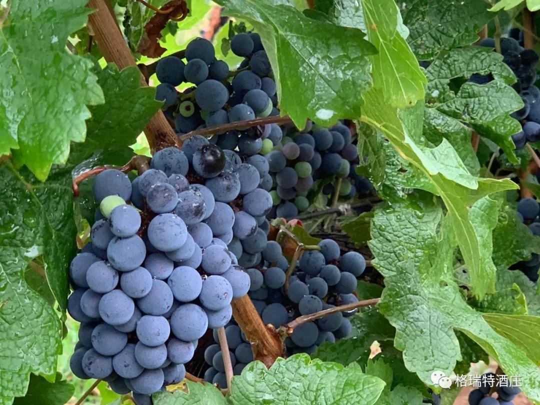 立秋：和去年相比，今年葡萄的變化居然這么大？