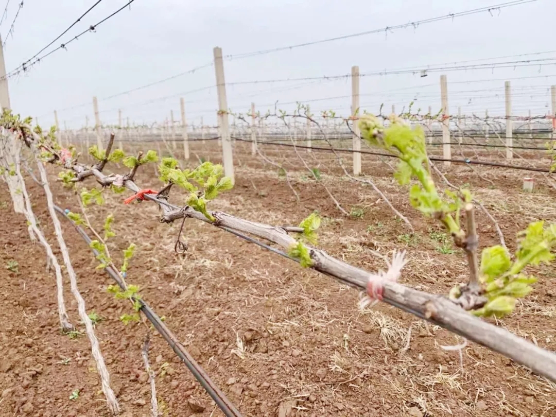 清明 ▎芳原綠野，春入園林