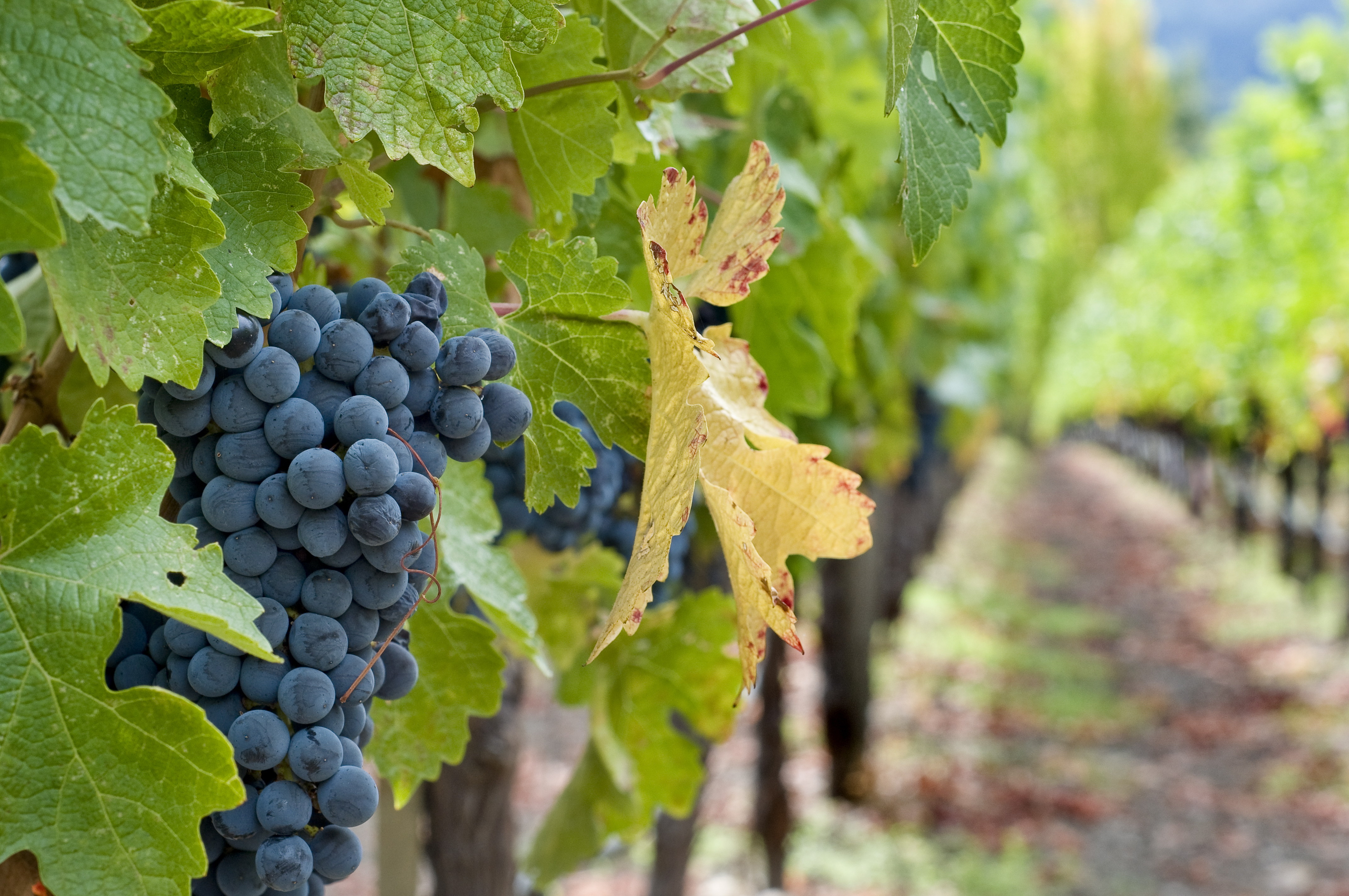 秋分 ▎晝夜相半，佳釀相伴