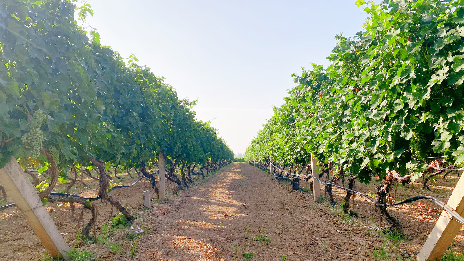 16571863129027.jpg 2e2a1ff92d2411ebdfdd0737fe8a9cc.jpg