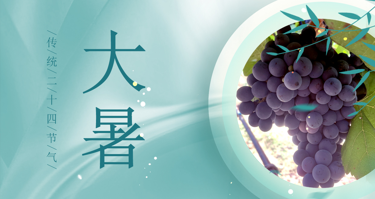 大暑 ▎時夏三伏盛，葡萄綴滿天