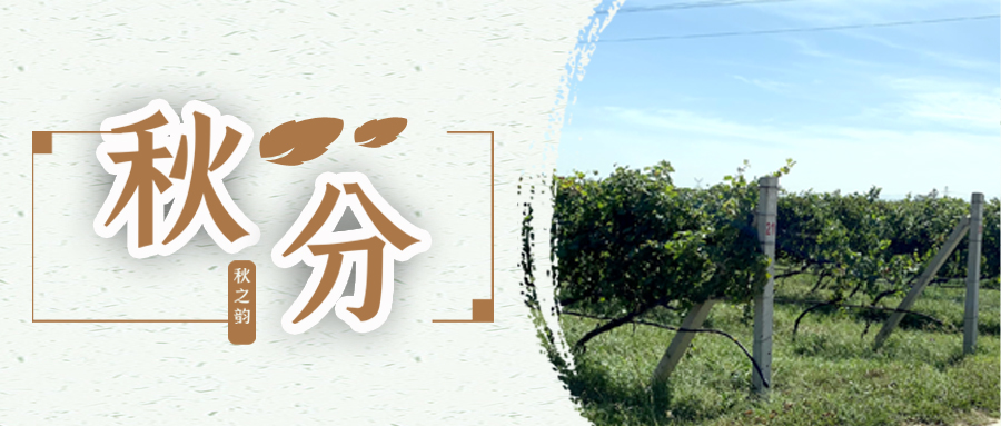 秋分 ▎秋分載萬物，葡園話豐收