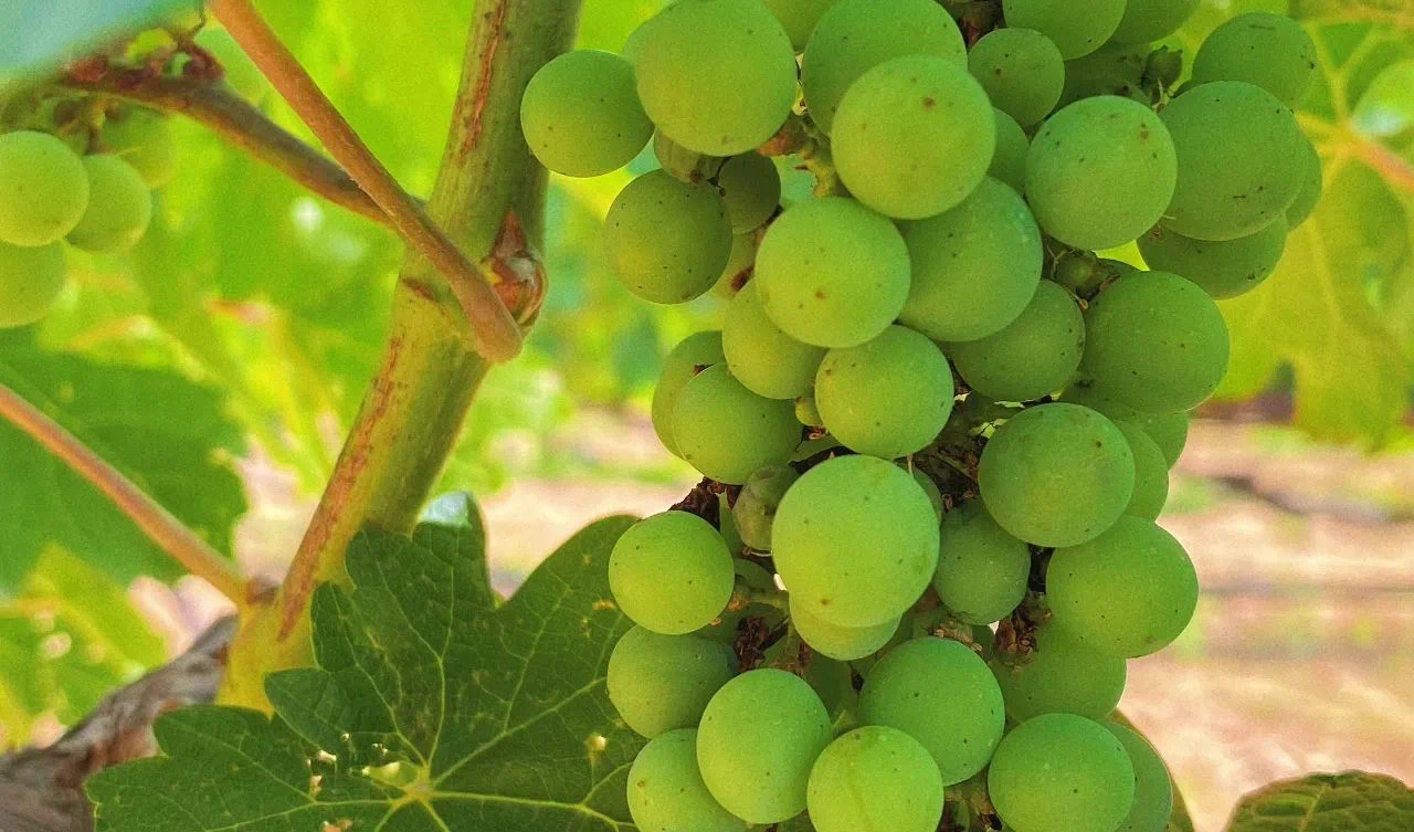 小暑 ▎微風(fēng)循來，盛夏始開