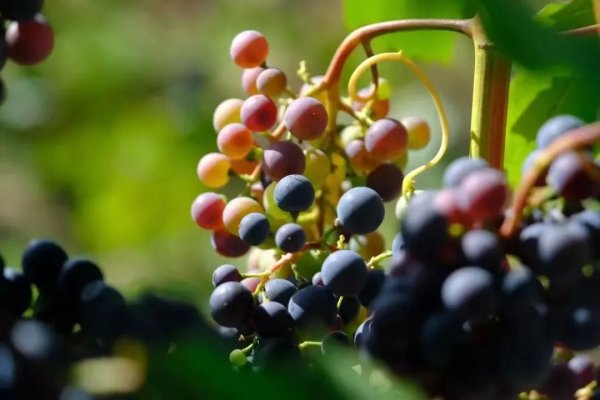 秋分|| 一斟一飲間，與格瑞特平分“秋”色