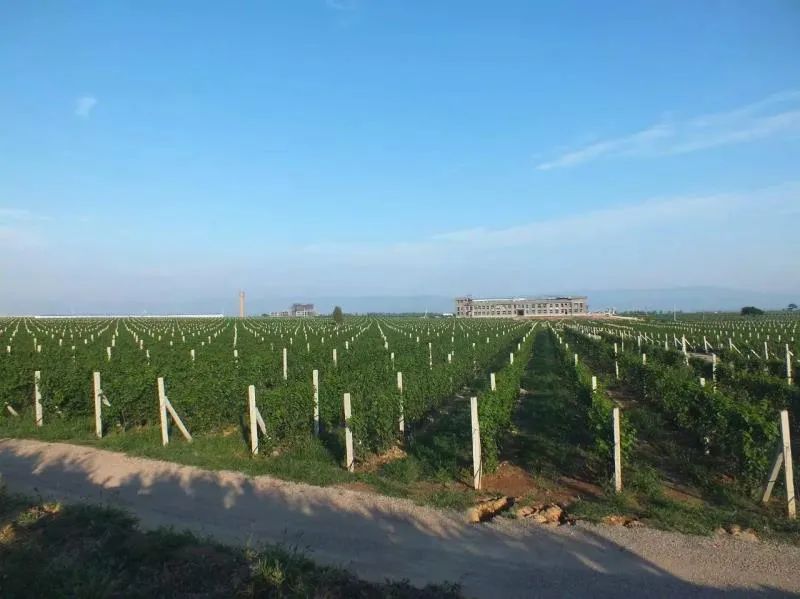 格瑞特莊園春季踏青游，一場(chǎng)微醺的春日盛宴等你來(lái)！